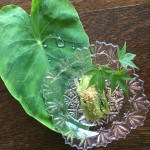 季節のうつわと皆敷<br/>其の九：文月（ふみづき）