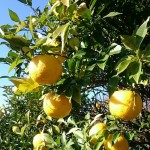 二十四節気 アロマのヒント ①<br/>【冬至】12/21～1/4<br/>柚子の香りでパワーチャージ！