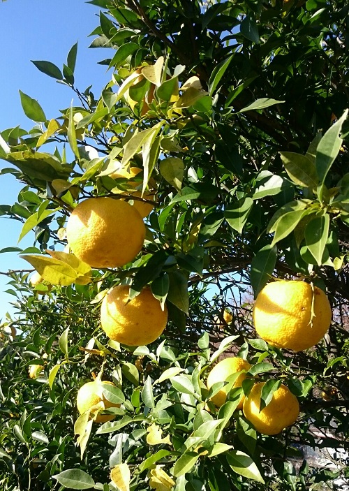 ユズの皮に含まれるリモネンには血行促進や身体を温める作用があります。また果実の酸味は胃腸の停滞感の改善も期待できます。