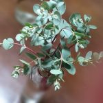 二十四節気 アロマのヒント⑤<br/>【雨水】2/18～3/4<br/>つらい花粉症もアロマですっきり！