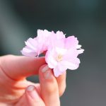 二十四節気 アロマのヒント⑦<br/>【春分】3/20～4/3<br/>春ひらく！桜の香りでリラックス